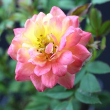 Bodendeckerrose the Fairy mehrfarbig rot, rosa gelb blühend