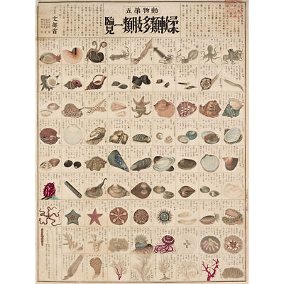 Kato Chikusai Species of Sea Life Shellfish Japanese Large Wall Art Print 18X24
