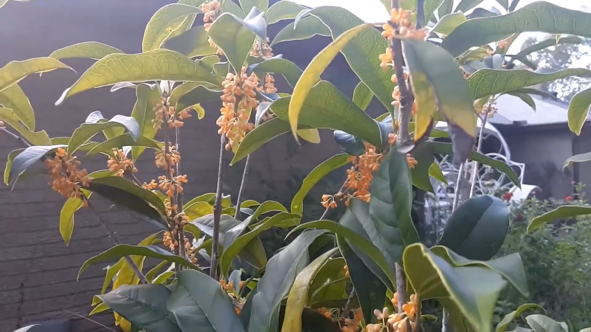 Osmanthus Fragrans Orange 5 Seeds, Fragrant Sweet Olive Tree Shrub