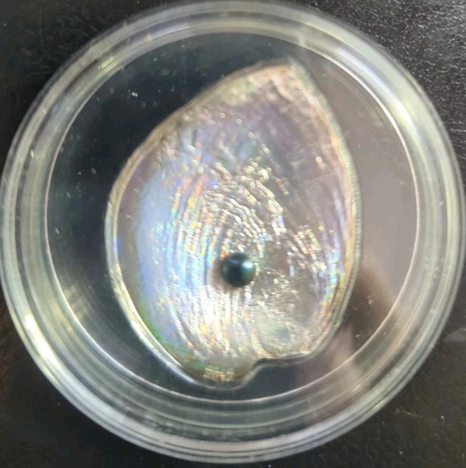 2012 Haliotis Iris $5 Silver Coin Republic Of Palau With Box And COA Super Rare! - Image 2 of 4