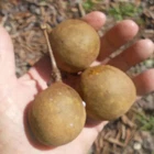 Stelechocarpus burahol - Keppel Fruit - Tropical Fruit Very Rare -  2 Se eds