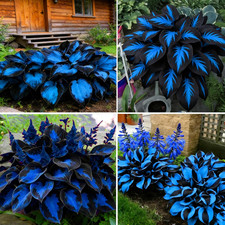 Hosta Seeds for Planting, 290 Pcs Rare Perennial Hosta Flower Seeds Plants, Non-
