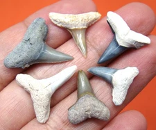 LEMON SHARK TEETH - REAL FOSSILS - BONE VALLEY FL - NO REPAIRS - SHARK TOOTH