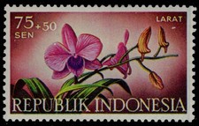 INDONESIA B108 - Den-phal Orchid "Dendrobium phalaenopsis" pc41454 