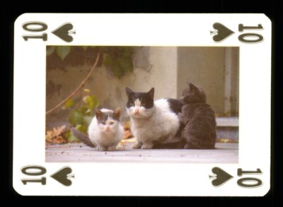 1 x Spielkarte Schöne Katze Serie - siehe Foto - Pik 10 S34