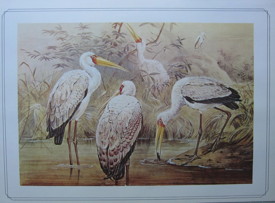 Beau Oiseau Imprimé ~ Africain Bois Ibis ~ Josef Loup - Photo 1/1