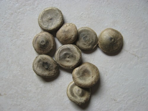 10 Samen Strychnos nux-vomica, Brechnuss, Strychninbaum