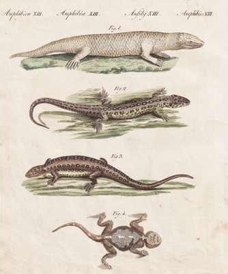Eidechse Stink Eidechsen lizards Echsen engraving Kupferstich Bertuch 1802