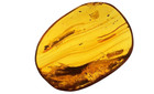 GENUINE BALTIC AMBER FOSSIL OVAL CABOCHON PLANT & INSECT MULTI-INCLUSION 7.38G — photo 3