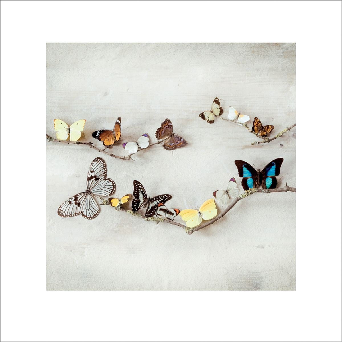 Ian Winstanley Array of Butterflies