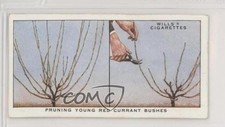 1938 Wills Garden Hints Tobacco Pruning Young Red Currant Bushes #35 z6d