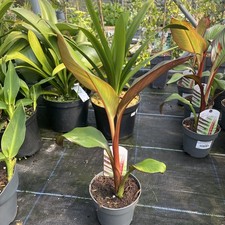 Ensete Ventricosum Maurellii. Red banana Jungle and Exotic Plant 15cm Pot - 70cm