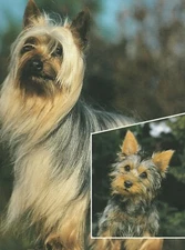 SILKY TERRIER - Information Sheets - World of Dogs **VERY GOOD COPY**
