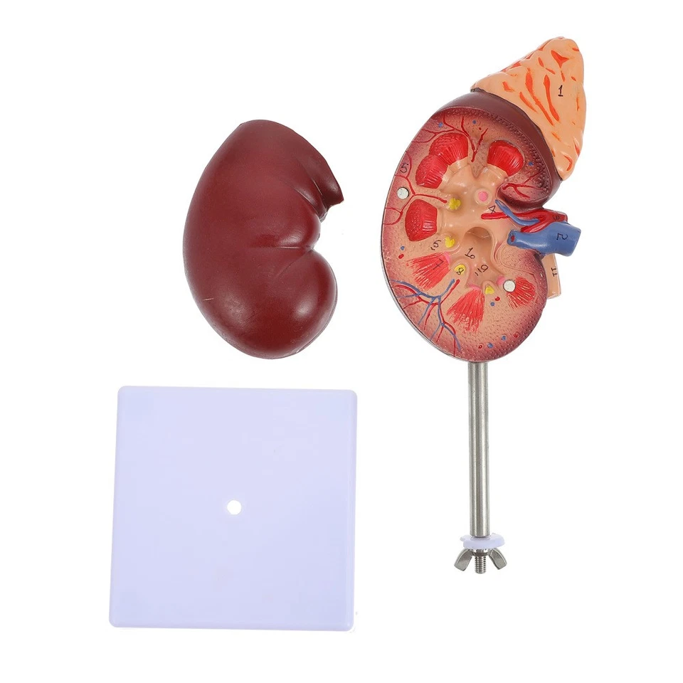 Model Anatomique Maquette Corps Humain Anatomie Modèle D'anatomie Du - Photo 3/4