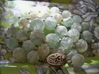 VINTAGE ESTATE fluorite bead chinese authentic antique shou bead necklace — photo 9