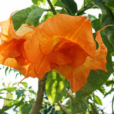 10 Angel Trumpet Seeds Flowers Seed Perennia Tropical Flower US SELLER "Orange"