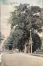 Picton Ontario The Elm Tree Main Street Canad...