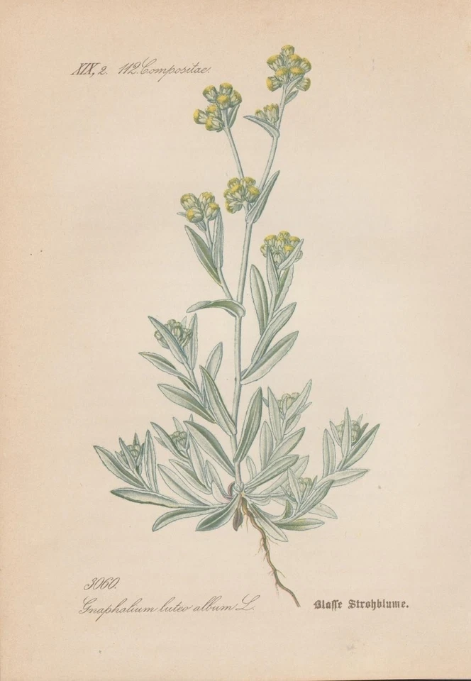 Gelblichweißes Ruhrkraut (Gnaphalium luteoalbum) CHROMOLITHOGRAFIE von 1887 - Bild 1 von 1