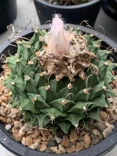 Succulent  Plant Cacti Cactaceae Cactus Obregonia denegrii Home Garden 6CM