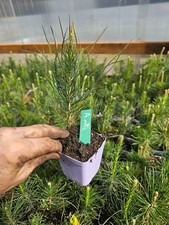 4-PACK small AUSTRIAN pine TREE growing in 3" pot