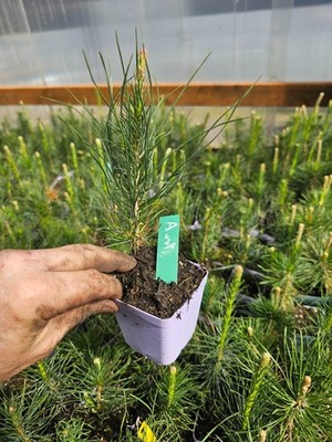 4-PACK small AUSTRIAN pine TREE growing in 3'' pot