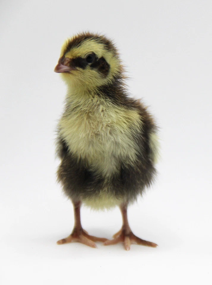 36 huevos para incubar codorniz Pied Coturnix  Foto 4 de 4