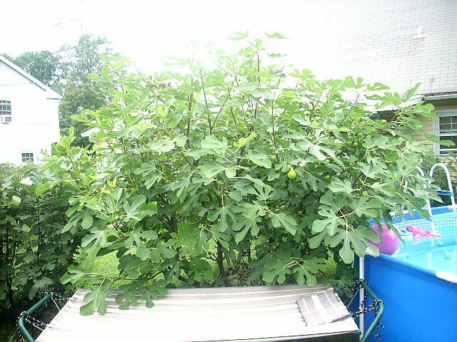 Fig tree cuttings , Atreano ,Large yellow, delicious Two crops, 6 pcs set, $30 !