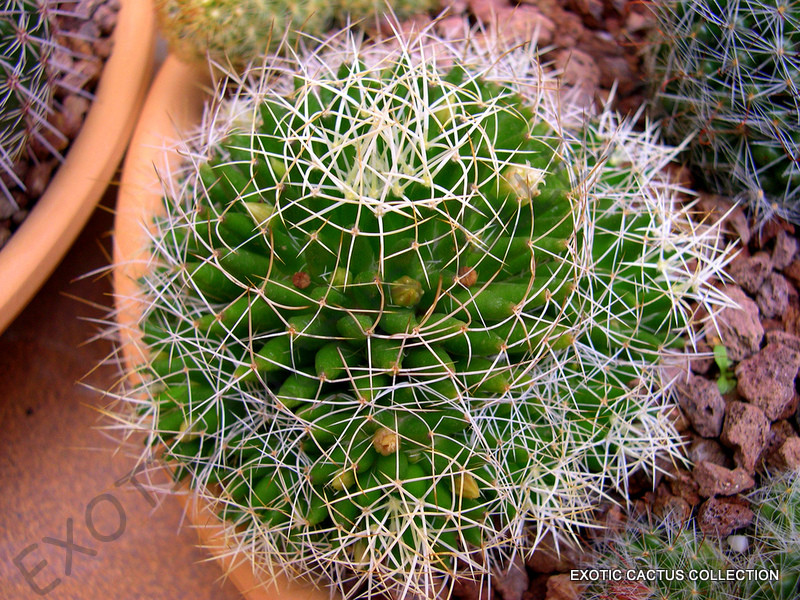 dra marginata Dracaena Marginata Cane – Fernseed