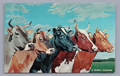 Five Queens Cow Breeds Hoards Dairyman Fort Atkinson Wisconsin Postcard c1961