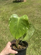 monstera mint variegated Live Plant