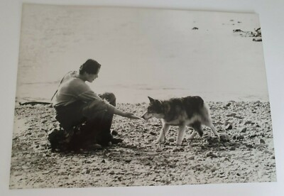 PF Wolfsblut / White Fang ( Ethan Hawke ) 