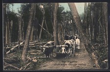 Argentina, Chaco-Bireyes Clevando madera, Ans...