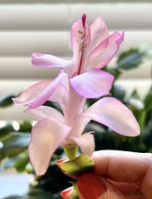 Thanksgiving Cactus Fresh Cuttings 6, 3 Dark Pink and 3 Light Pink