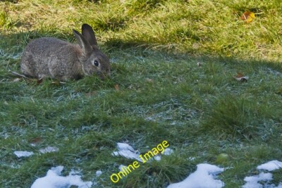 Photo 6x4 The Easter bunny comes to call Billinge  c2013