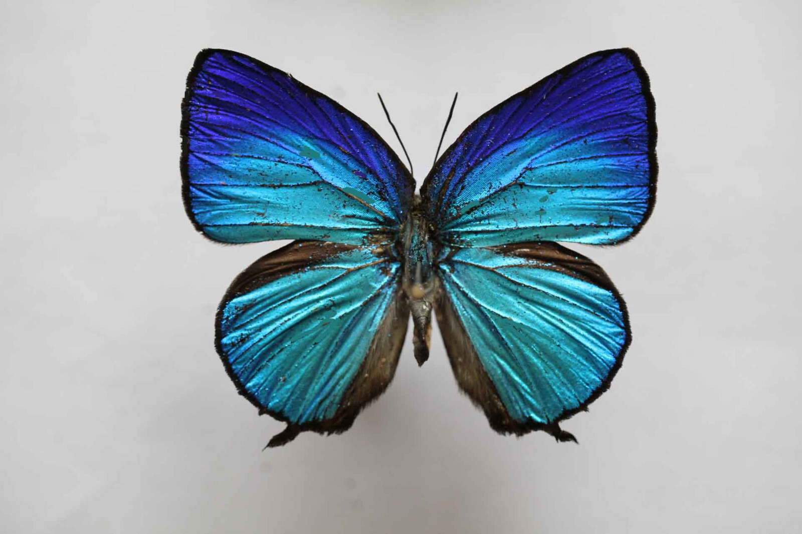 ARHOPALA AEXONE unmounted butterfly eBay
