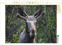 Calvendo Puzzle The Moose—The Majesty Of The Nordic Wilderness | 2000 Pieces, Fi