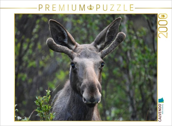 Calvendo Puzzle The Moose—The Majesty Of The Nordic Wilderness | 2000 Pieces, Fi-image