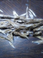 100 Catalpa, Catalpa speciosa, Northern, Tree Seeds,