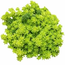 Sedum Golden Moss Succulent  (2'' or 4'')