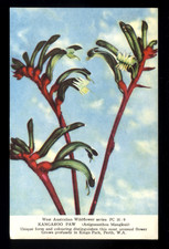 VINTAGE AUSTRALIAN FLORA PHOTOGRAPH POSTCARD W.A.  WILD FLOWER KANGAROO PAW