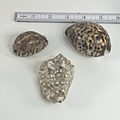 Natural Sea Shell Lot Cowrie Shells Spotted Pattern Decor Craft Display Set