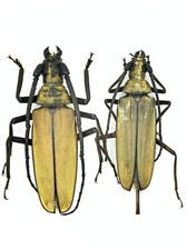 Cerambycidae for collectors| Long Horn beetles