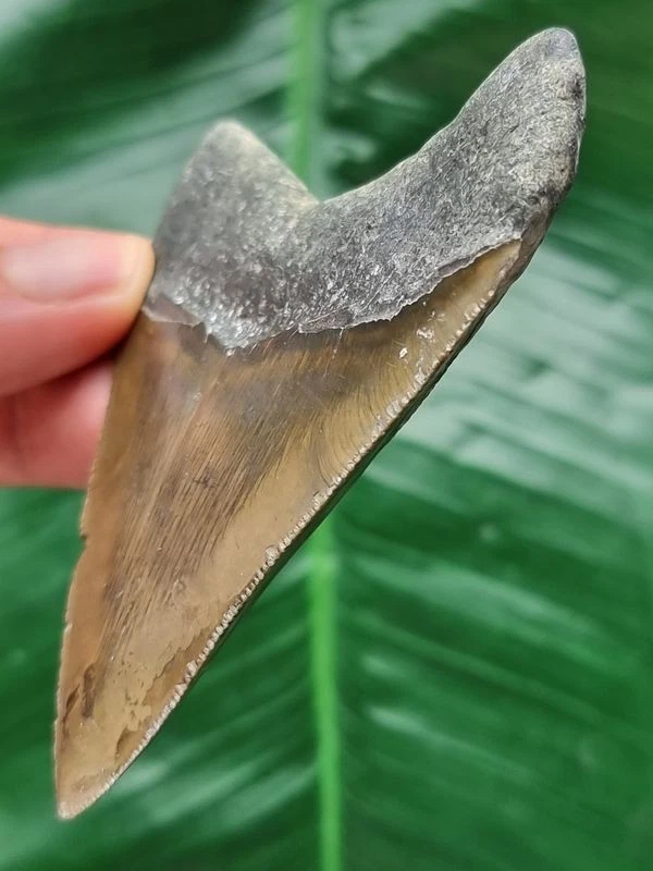 8,4 cm scharfer Zahn des Megalodon - Hai Zahn Fossil - Bild 4 von 4