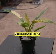 Philodendron Ring of Fire Variegated Live Plant 6 In Pot 14-24 In Overall Height