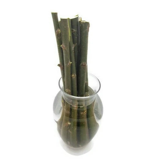 50 esquejes de cortavientos híbridos de sauce de crecimiento rápido Austree Ready2root Foto 2 de 4