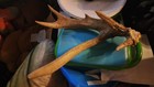 Nontypical Whitetail Shed Antler — photo 1