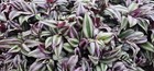 12 Cuttings Tradescantia Zebrina Wandering Jew Plant *FREEZES IN 35° & BELOW*