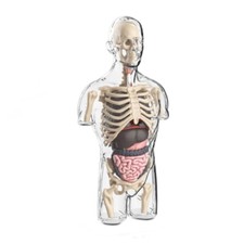 1 Piece Human Anatomy Model Skeleton Anatomy Model Half-body Education Model