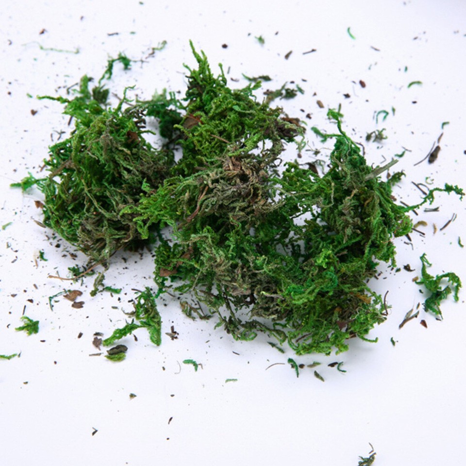 Artificial Moss Imitated Plant Faux Decor Dried for Potted Plants eBay