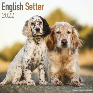 small english setter